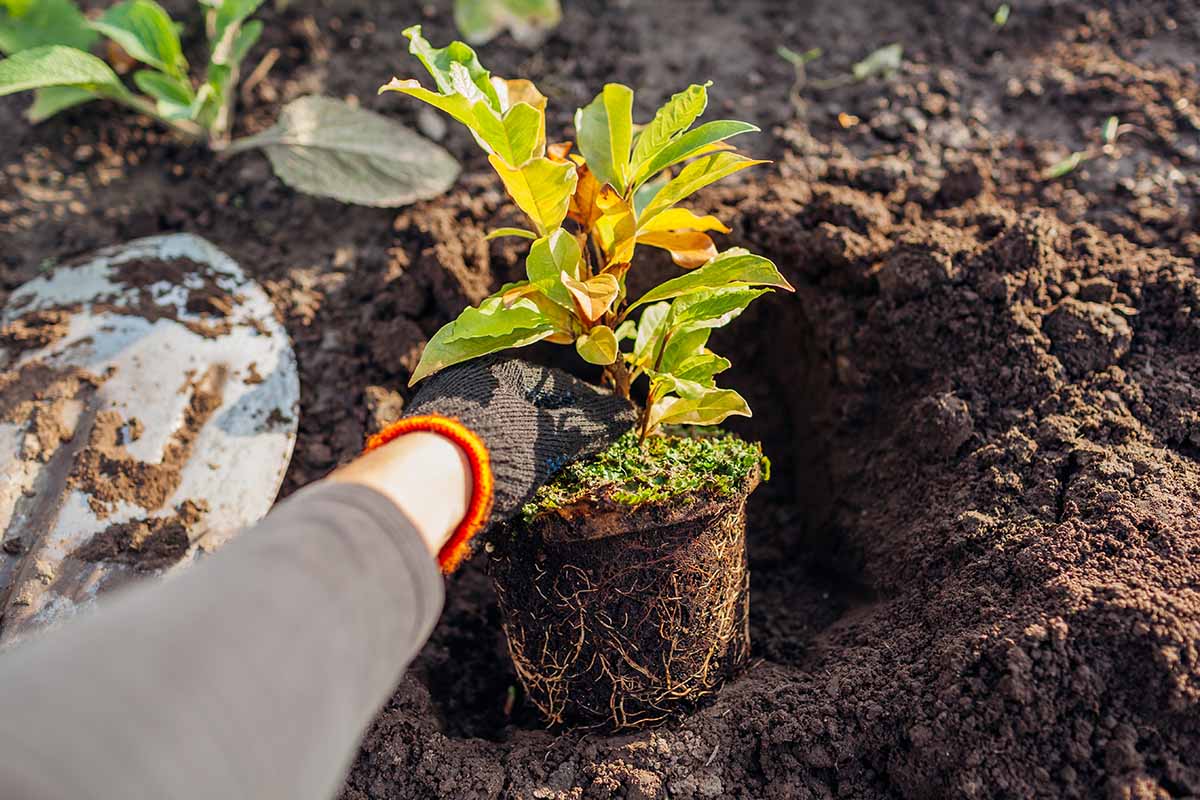 A close up horizontal image of a gardener transplanting a small magnolia tree into the garden.