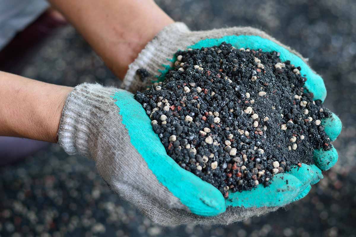 A close up horizontal image of two gloved hands holding fertilizer.