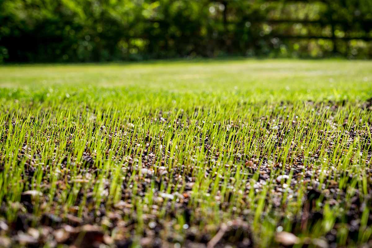 A horizontal image of grass seeds starting to germinate.