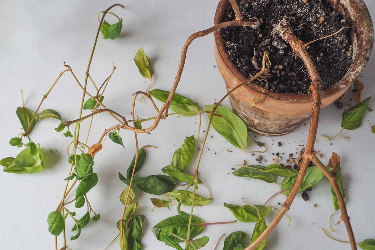 A horizontal image of a sad looking plant in a terra cotta pot that has drooping, dropped, and wilting foliage.