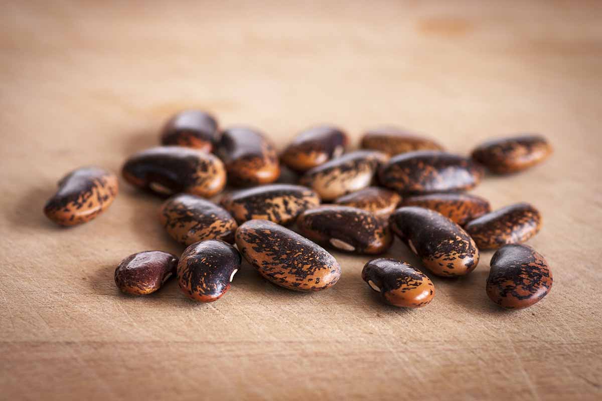 A horizontal image of a pile of shelled \'Painted Lady\' runner seeds set on a wooden surface.