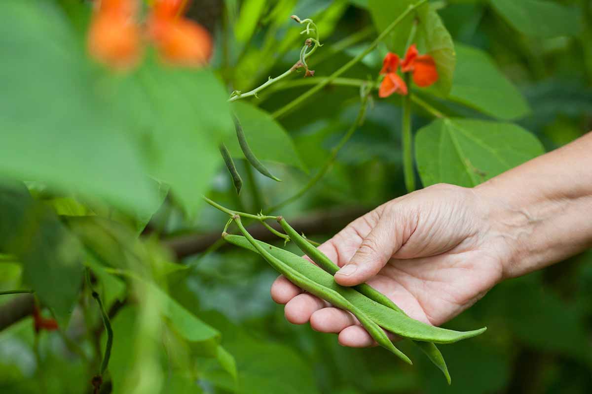 A close up horizontal image of a hand from the right of the frame harvesting scarlet runner bean pods from a vine in the garden.