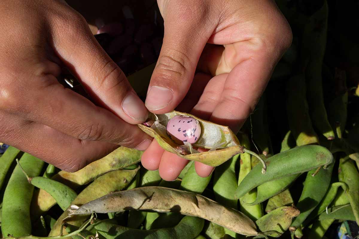 A close up horizontal image of two hands from the top of the frame opening a pod of scarlet runner beans.