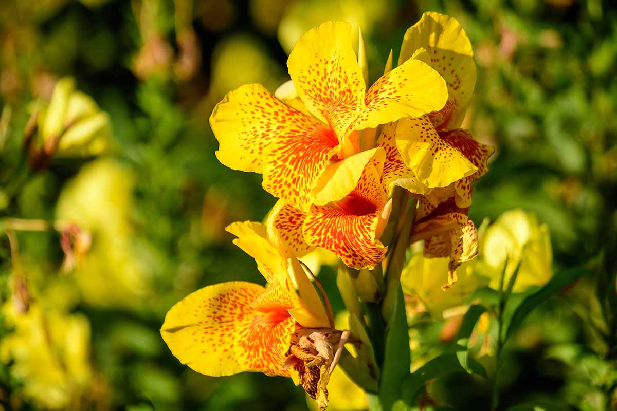 A close up horizontal image of vivid yellow and red canna lily flowers growing in bright sunshine pictured on a soft focus background.