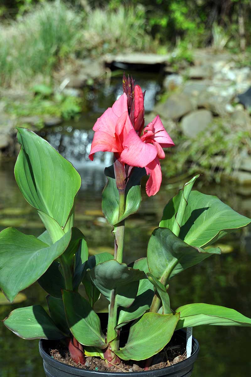 A vertical image of a red canna lily plant growing in a plastic black pot outside pictured in light sunshine.