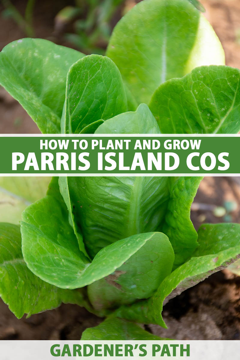 A close up vertical image of a head of \'Parris Island Cos\' growing in the garden, ready for harvest. To the center and bottom of the frame is green and white printed text.