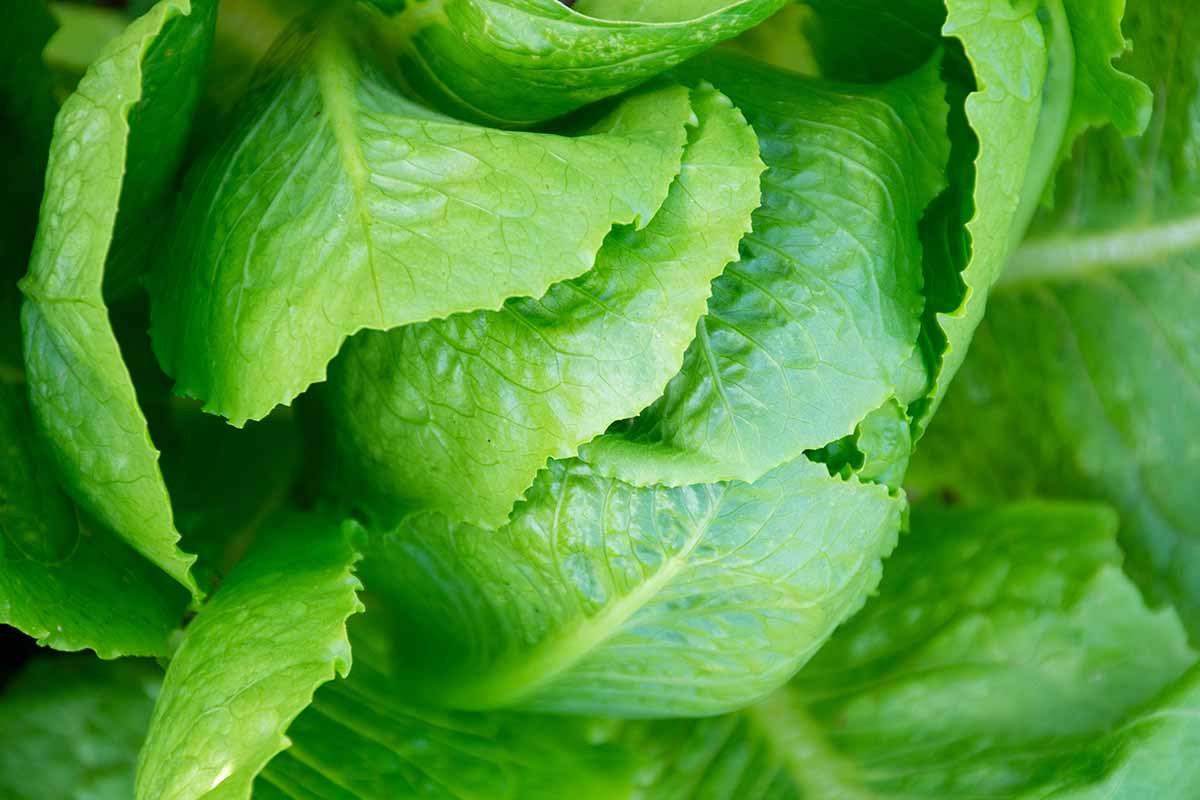 A close up horizontal image of a head of \'Parris Island Cos\' lettuce growing in the garden ready to harvest.