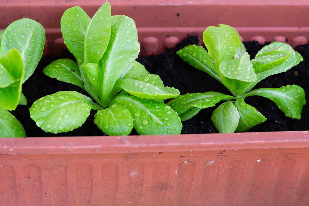 A horizontal image of \'Parris Island Cos\' seedlings growing in a planter.