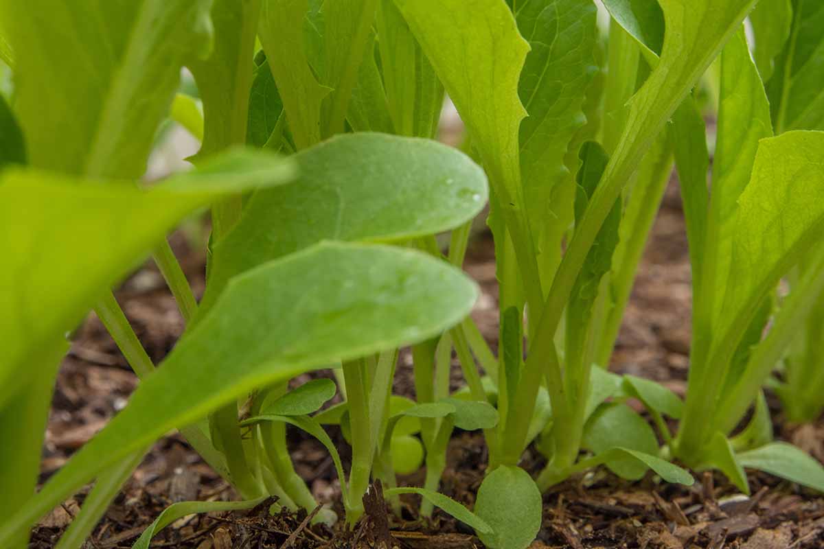 A close up horizontal image of the stems of \'Parris Island Cos\' seedlings growing in a garden bed.