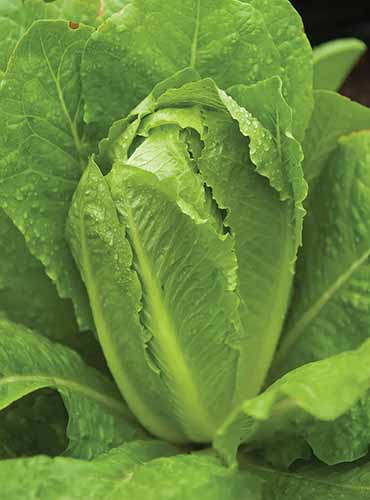 A close up of a \'Parris Island\' romaine lettuce growing in the garden ready to harvest.