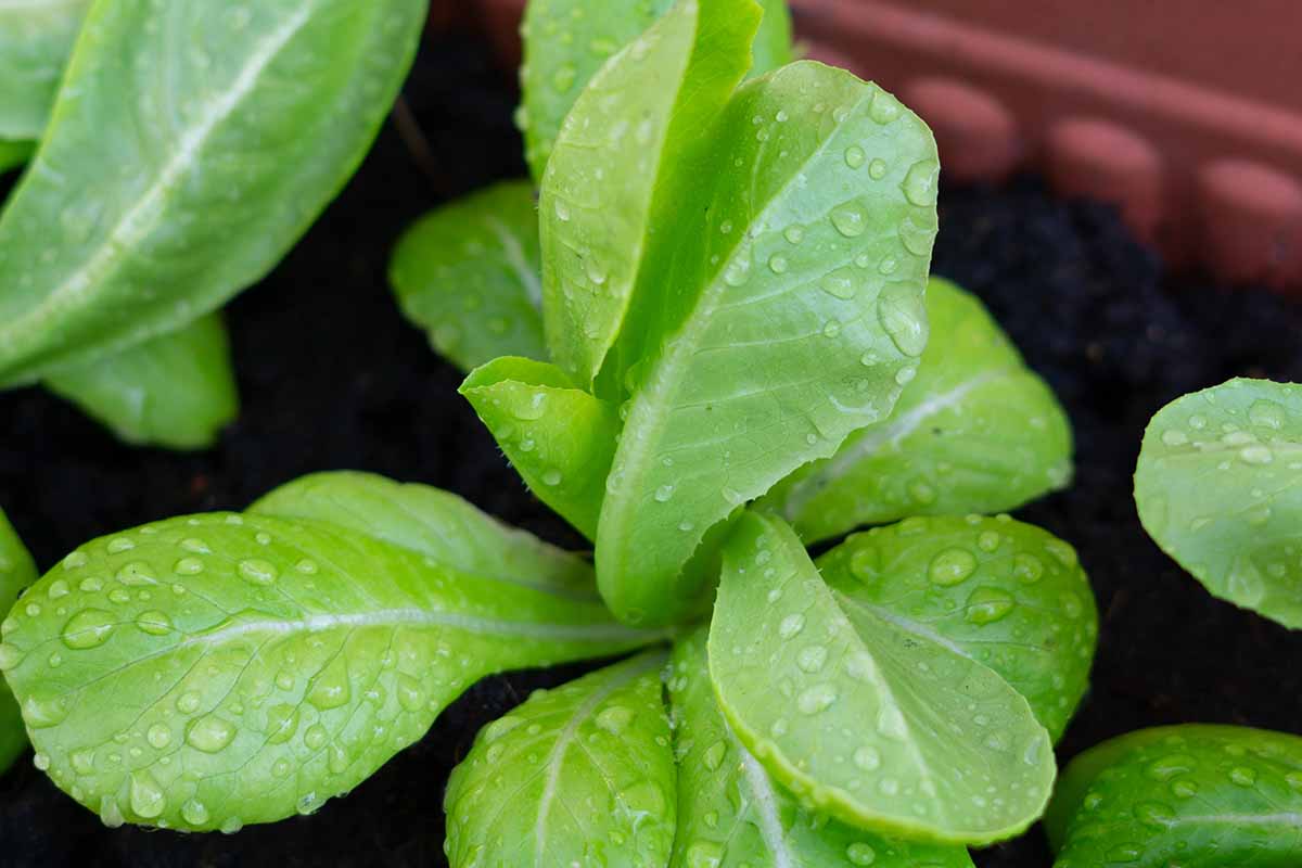 A close up horizontal image of small \'Parris Island Cos\' seedlings growing in planter with water droplets on the leaves.