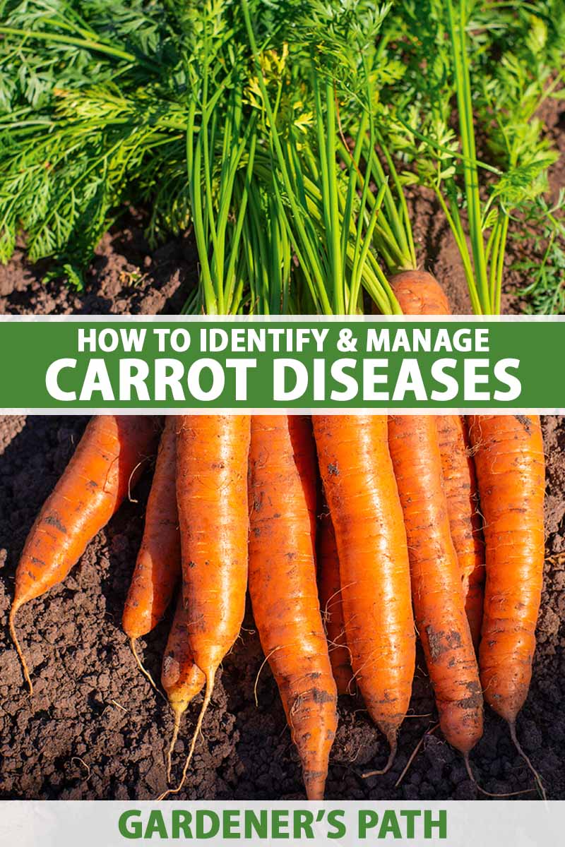 A close up vertical image of a pile of freshly harvested carrots set on the ground pictured in bright sunshine. To the center and bottom of the frame is green and white printed text.