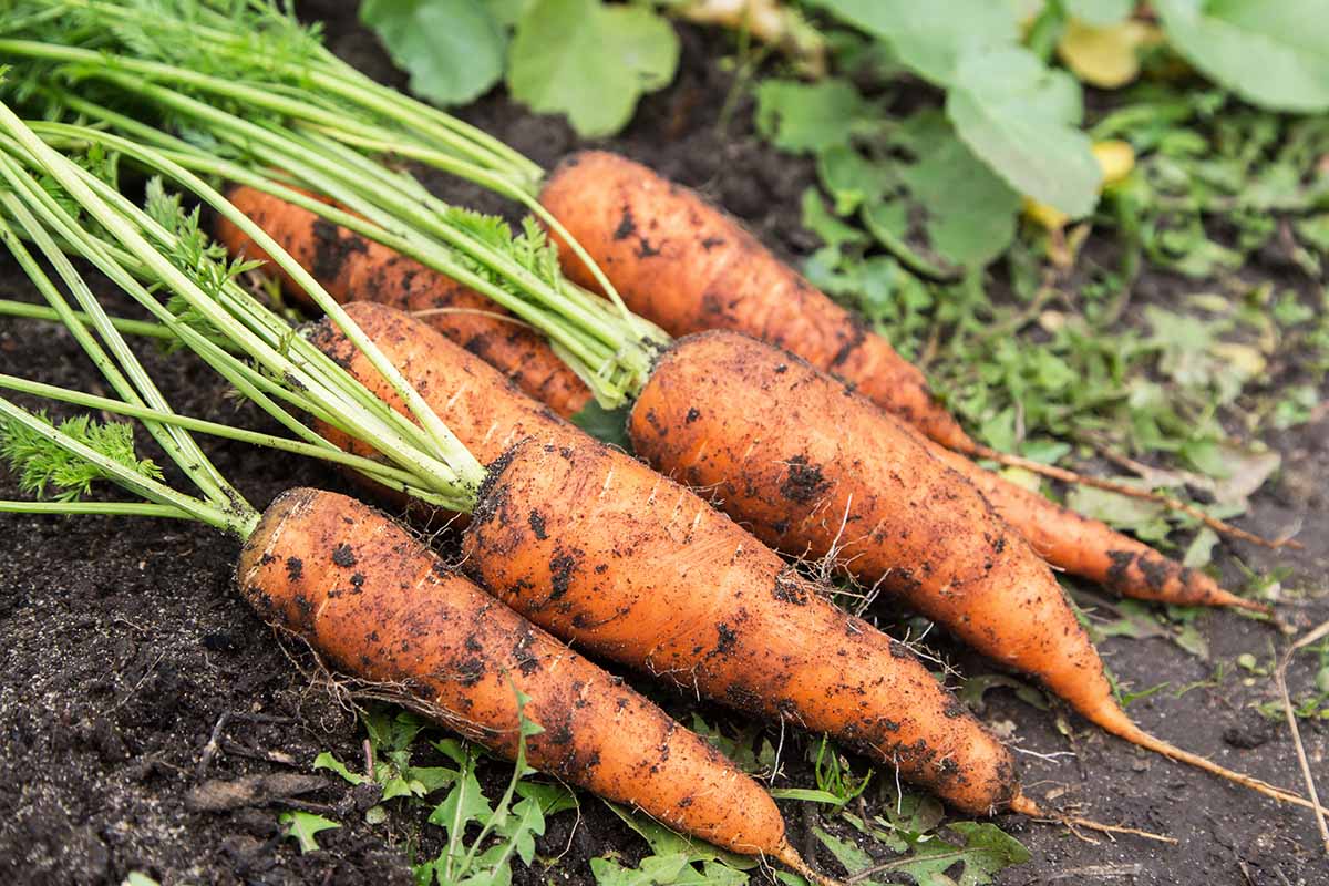 A horizontal image of a bunch of carrots freshly harvested from the garden set on the ground.