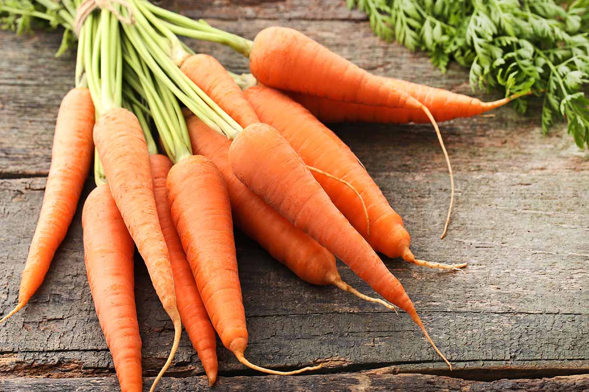 A close up horizontal image of a bunch of cleaned carrots with tops attached set on a wooden table.