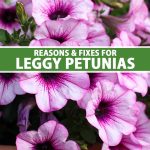 Reasons and Fixes for Leggy Petunias