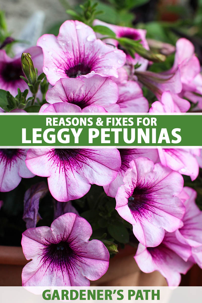 A close up vertical image of pink and purple petunias growing in a terra cotta pot. To the center and bottom of the frame is green and white printed text.