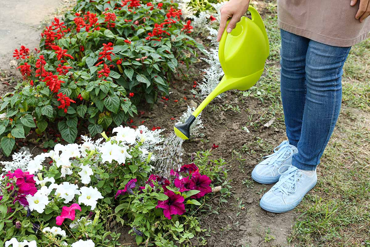 A close up horizontal image of a gardener watering plants growing in a garden bed.