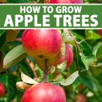 How to Grow and Care for Apple Trees