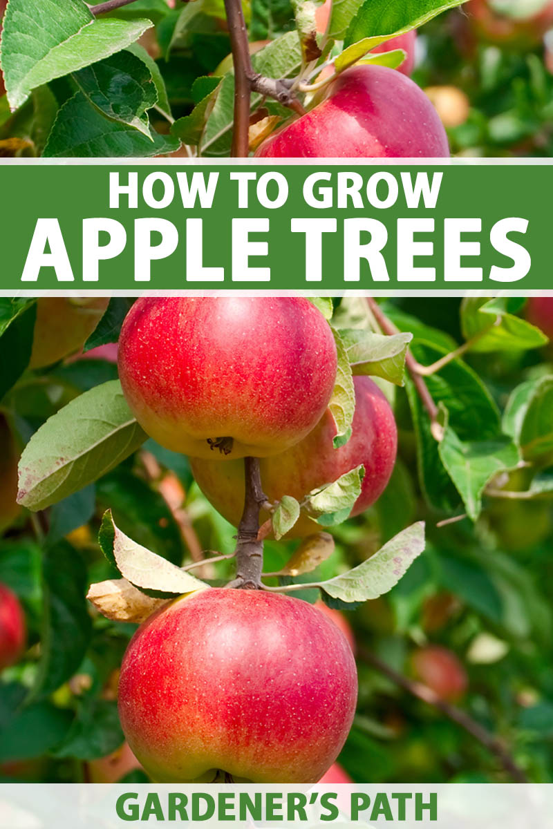 A close up vertical image of bright red ripe apples growing on the tree ready for harvest pictured in bright sunshine. To the top and bottom of the frame is green and white printed text.