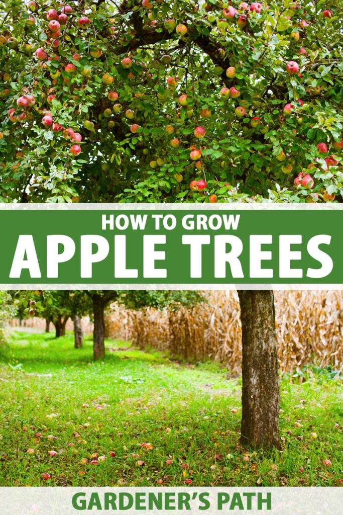 A row of mature apple trees in a home orchard.