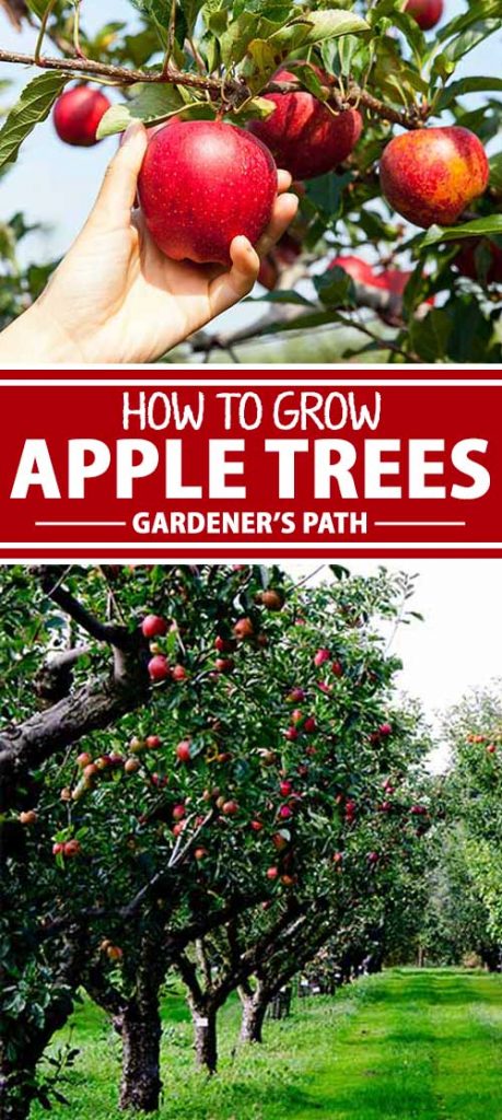 A collage of photos showing different views of apple trees growing in small orchards.