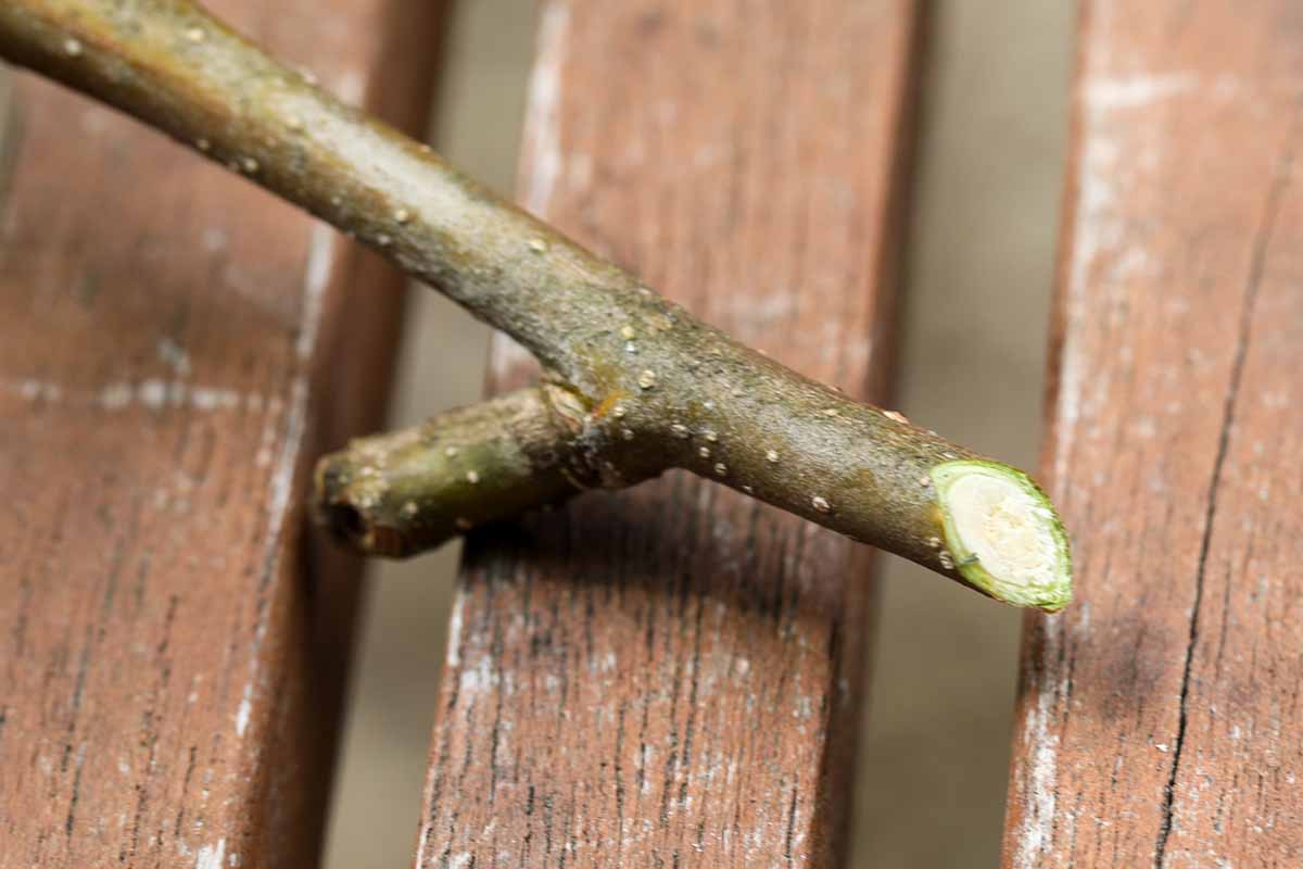 A close up horizontal image of a cutting sliced at a 45-degree angle for propagation.