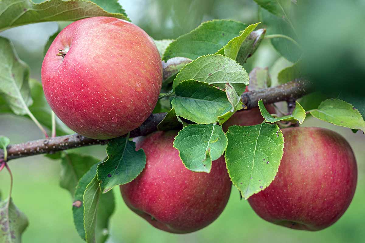 A close up horizontal image of three ripe red apples ready for harvest pictured on a soft focus background.