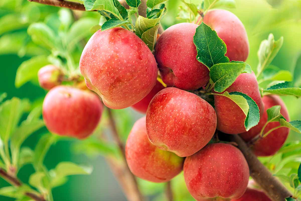 A close up horizontal image of red ripe homegrown apples ready for harvest, pictured on a soft focus background.