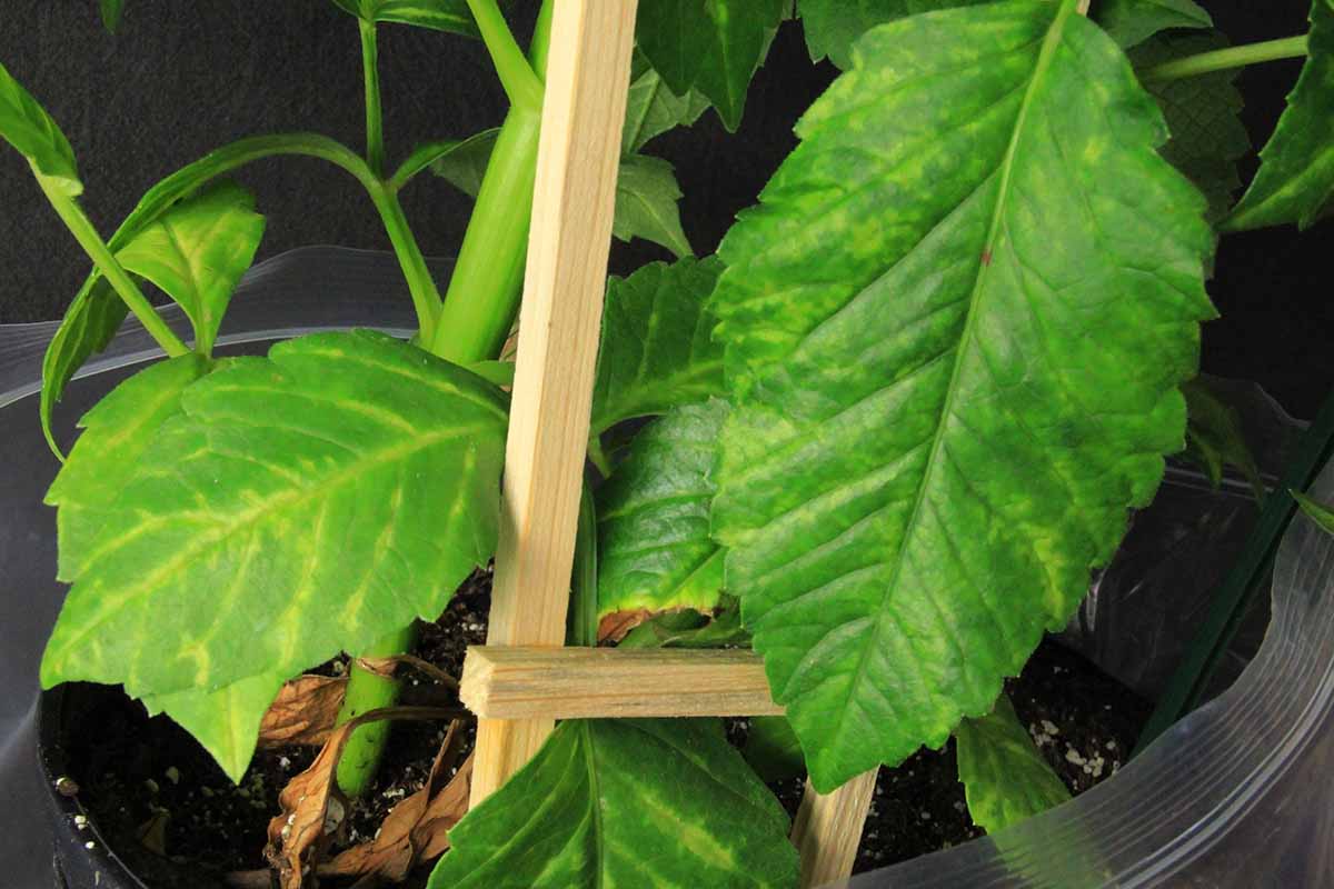 A close up horizontal image of the symptoms of dahlia mosaic virus on the foliage of a potted plant.