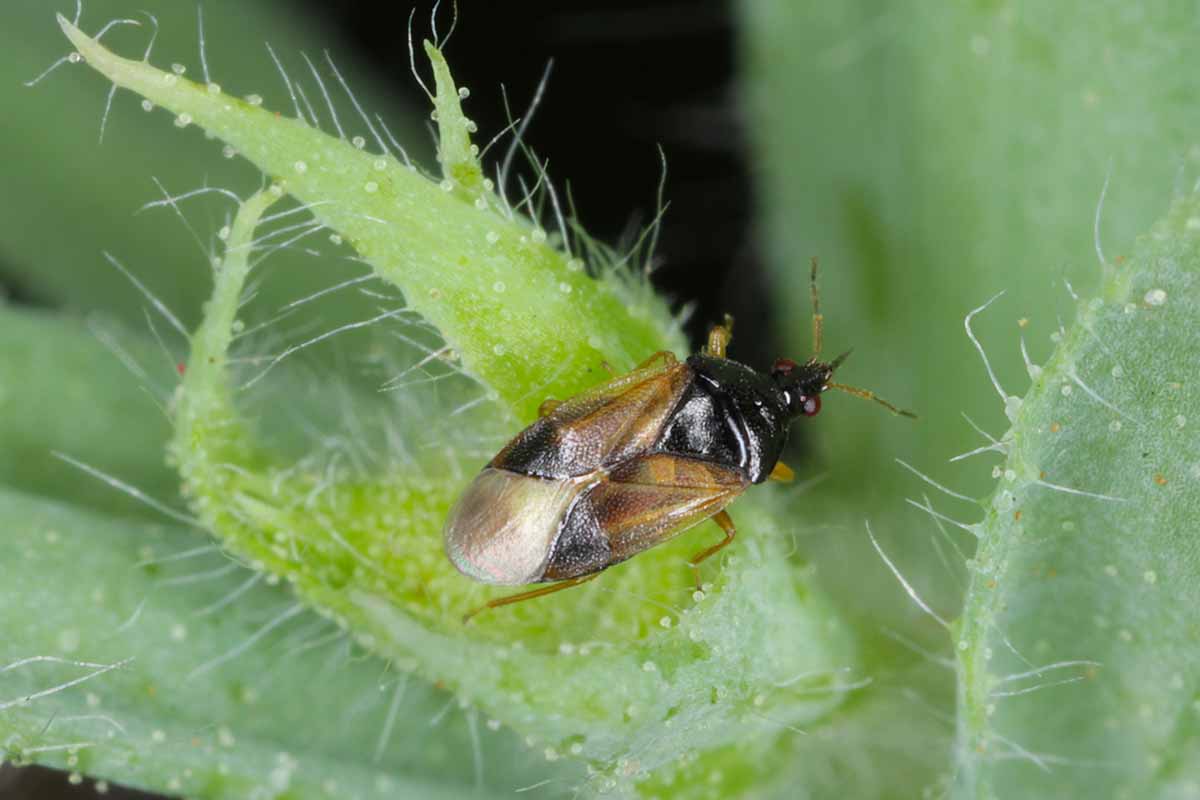 A close up horizontal image of a minute pirate bug, a beneficial insect on the surface of the leaf.