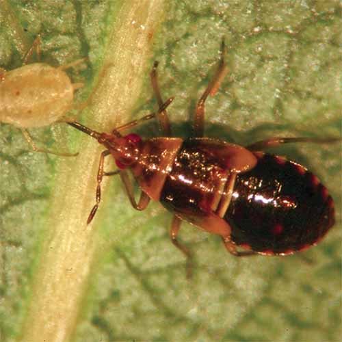 A close up square image of a minute pirate bug eating an aphid on a leaf, pictured in high magnification.