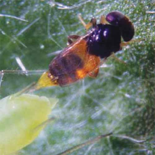 A close up square image in high magnification of an aphid predator on a leaf.