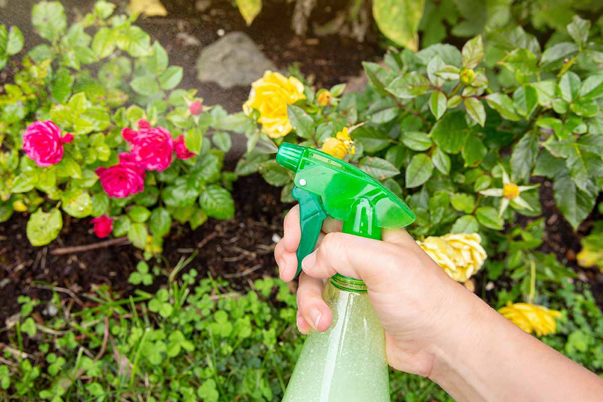 A close up horizontal image of a hand from the bottom of the frame holding a spray bottle to administer insecticides in the garden.