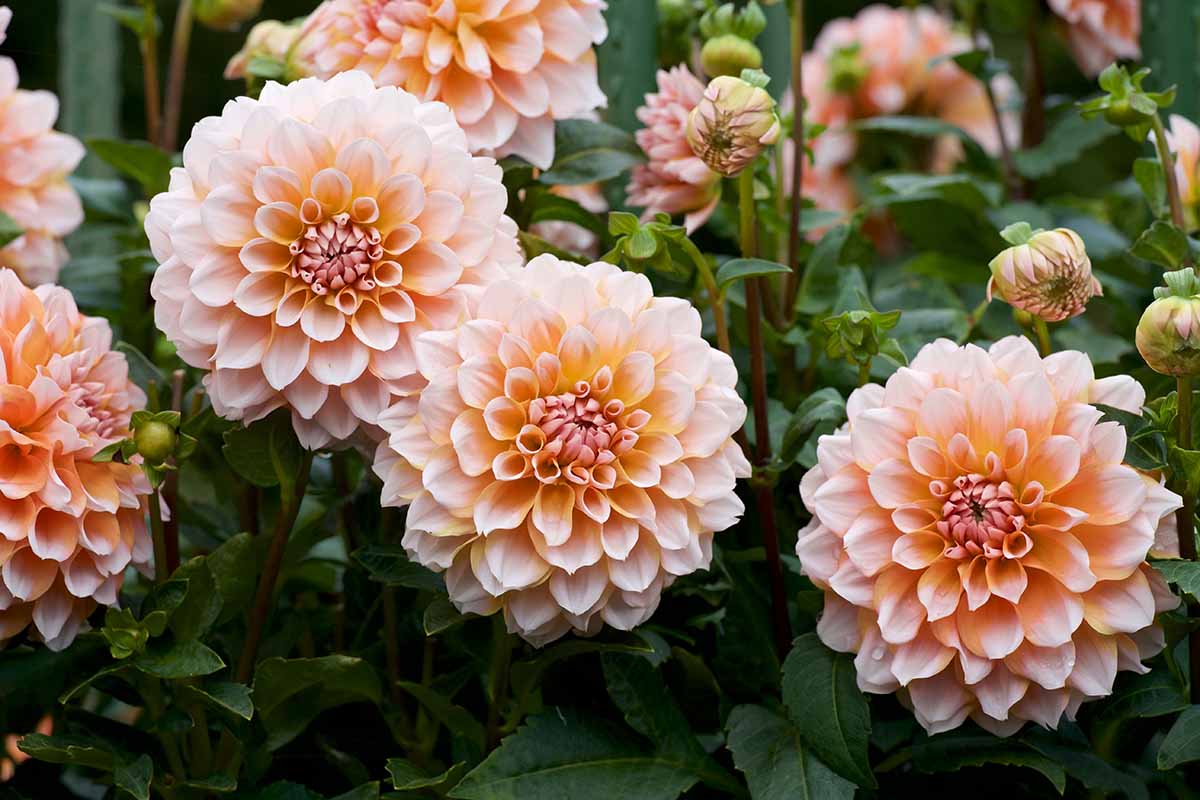 A close up horizontal image of orange dahlias growing in the garden.