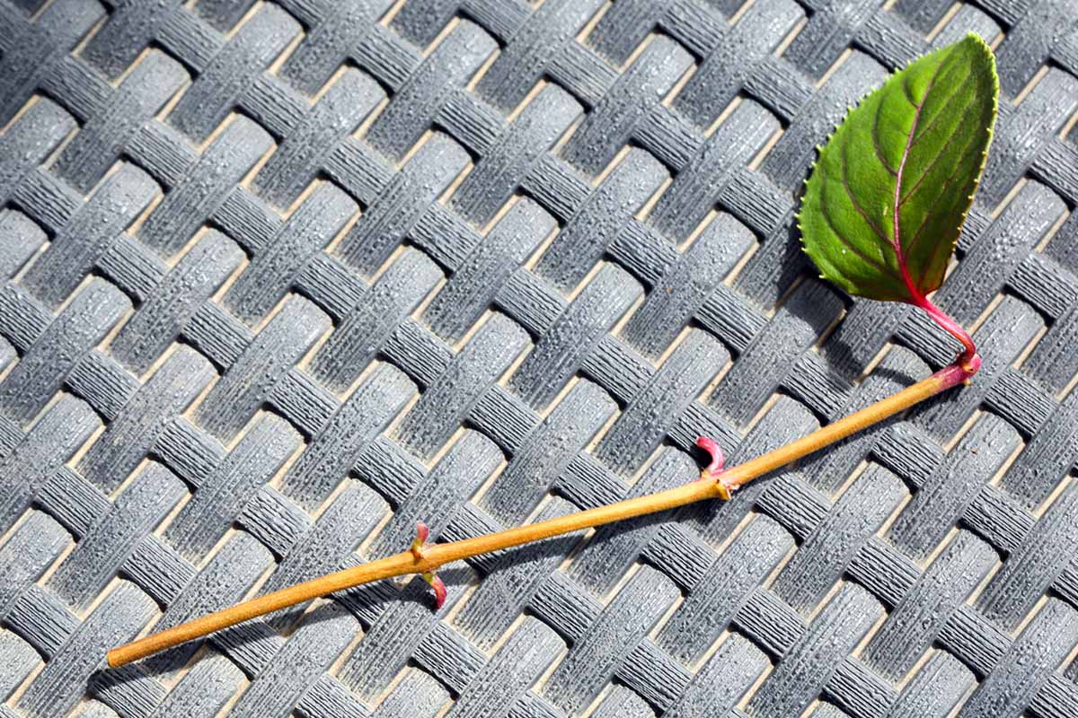 A horizontal close up photo of a fuchsia stem cutting on a woven gray mat.