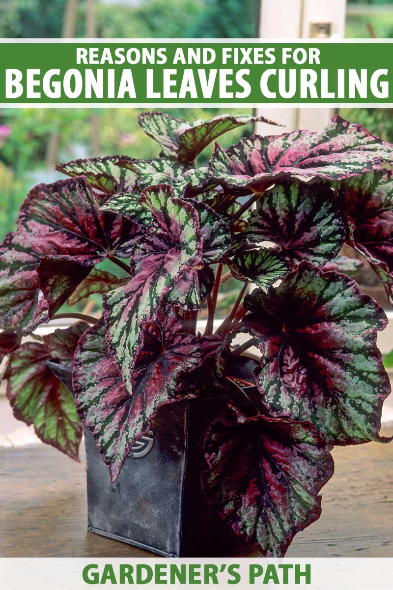 A close up vertical image of a begonia growing in a decorative pot indoors with a window in the background. To the top and bottom of the frame is green and white printed text.