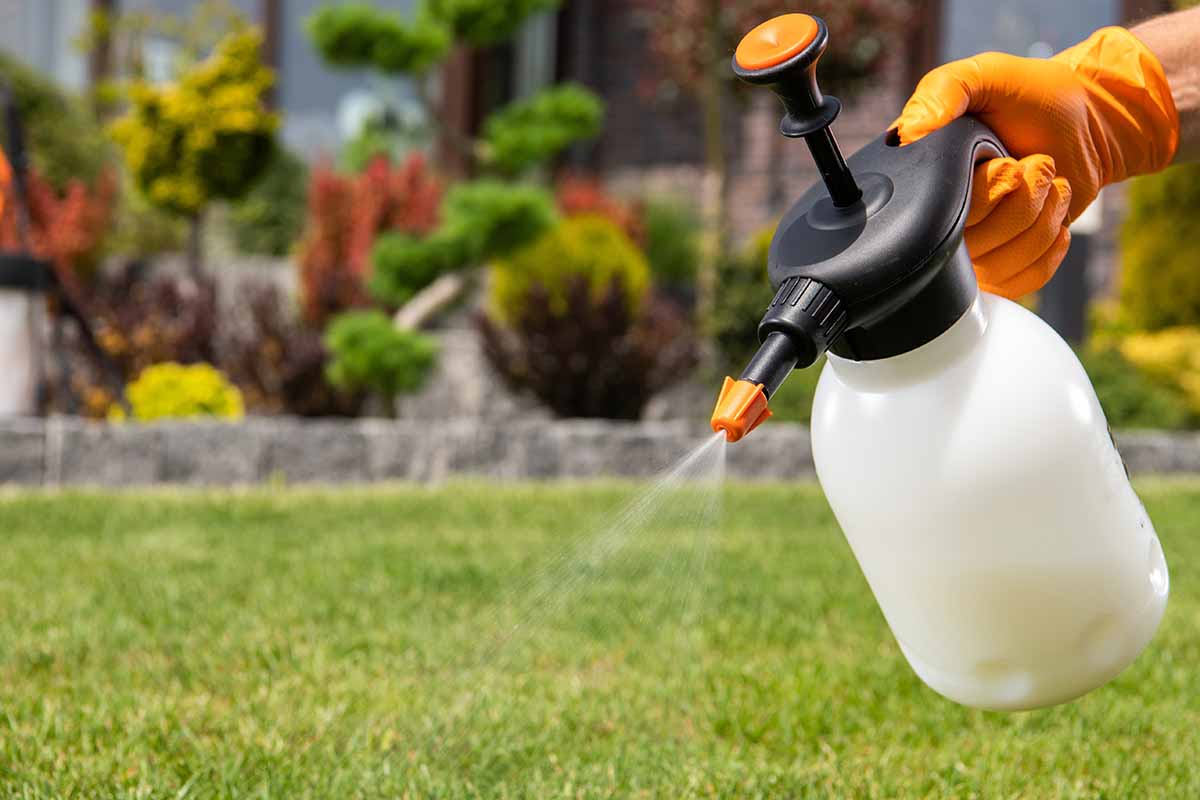 A close up horizontal image of a hand from the right of the frame holding a spray bottle dispensing herbicide onto a lawn.