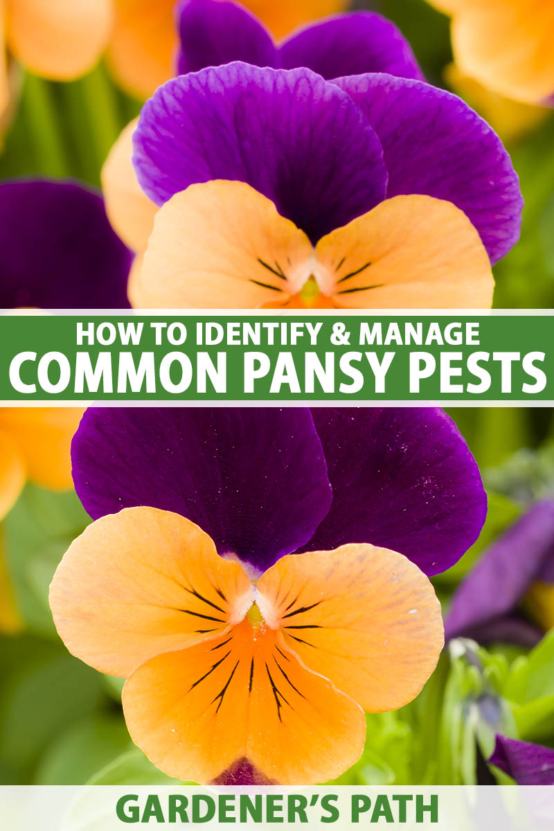 A close up vertical image of bicolored pansy flowers growing in the garden pictured on a soft focus background. To the center and bottom of the frame is green and white printed text.