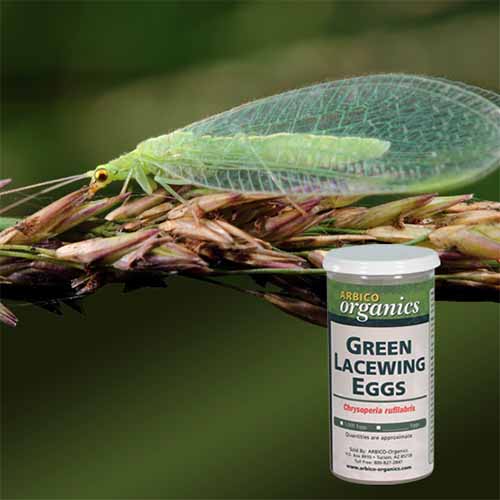 A close up square image of a green lacewing on a branch pictured on a soft focus background with a bottle of green lacewing eggs superimposed on the image.