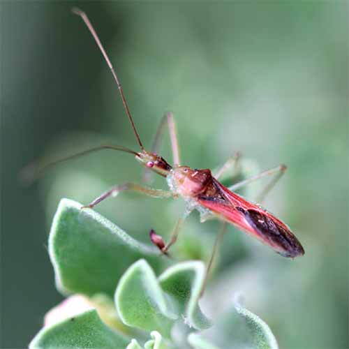 A close up square image of an assassin bug in high magnification pictured on a soft focus background.