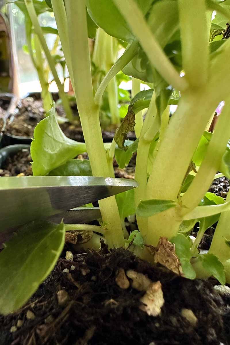 A close up vertical image of the tips of a pair of scissors snipping off a stem cutting from a plant.