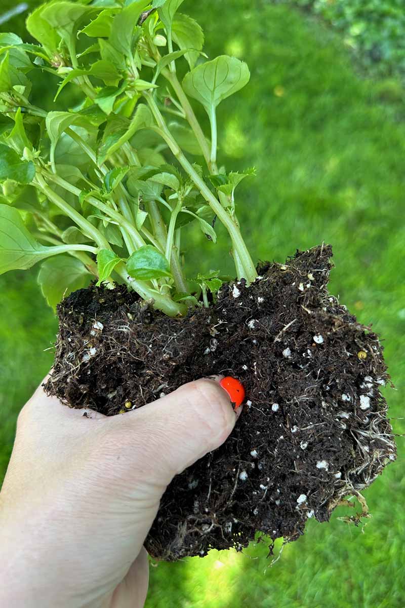 A close up vertical image of a hand from the bottom of the frame showing where an impatiens plant can be divided.