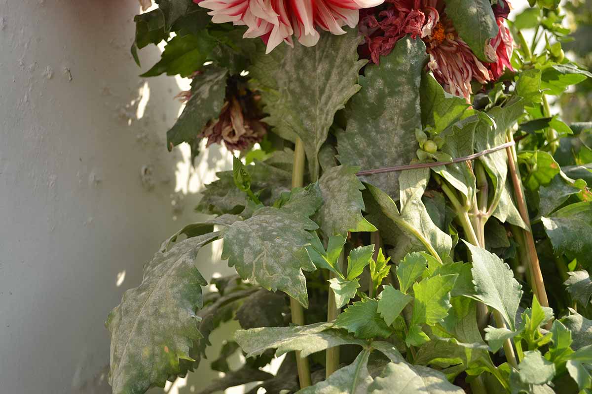 A close up horizontal image of the foliage of a dahlia plant suffering from powdery mildew.