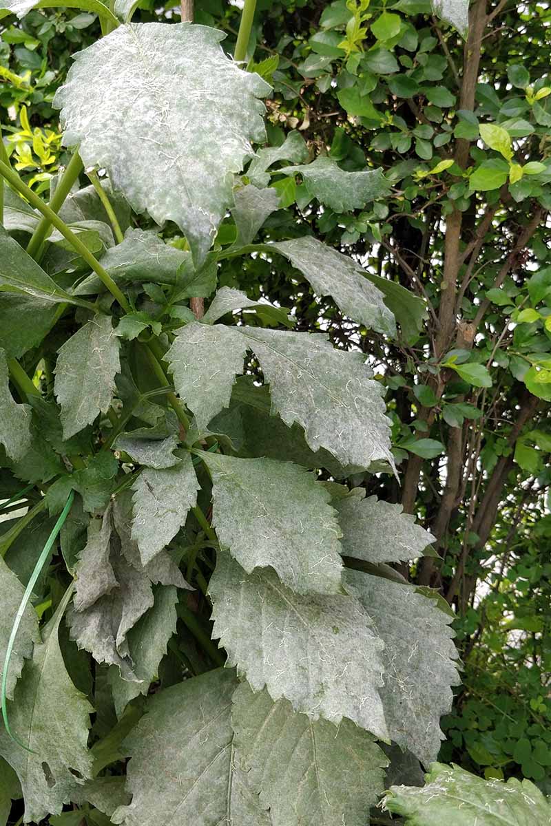 A vertical image of a dahlia plant with extensive powdery mildew infection.