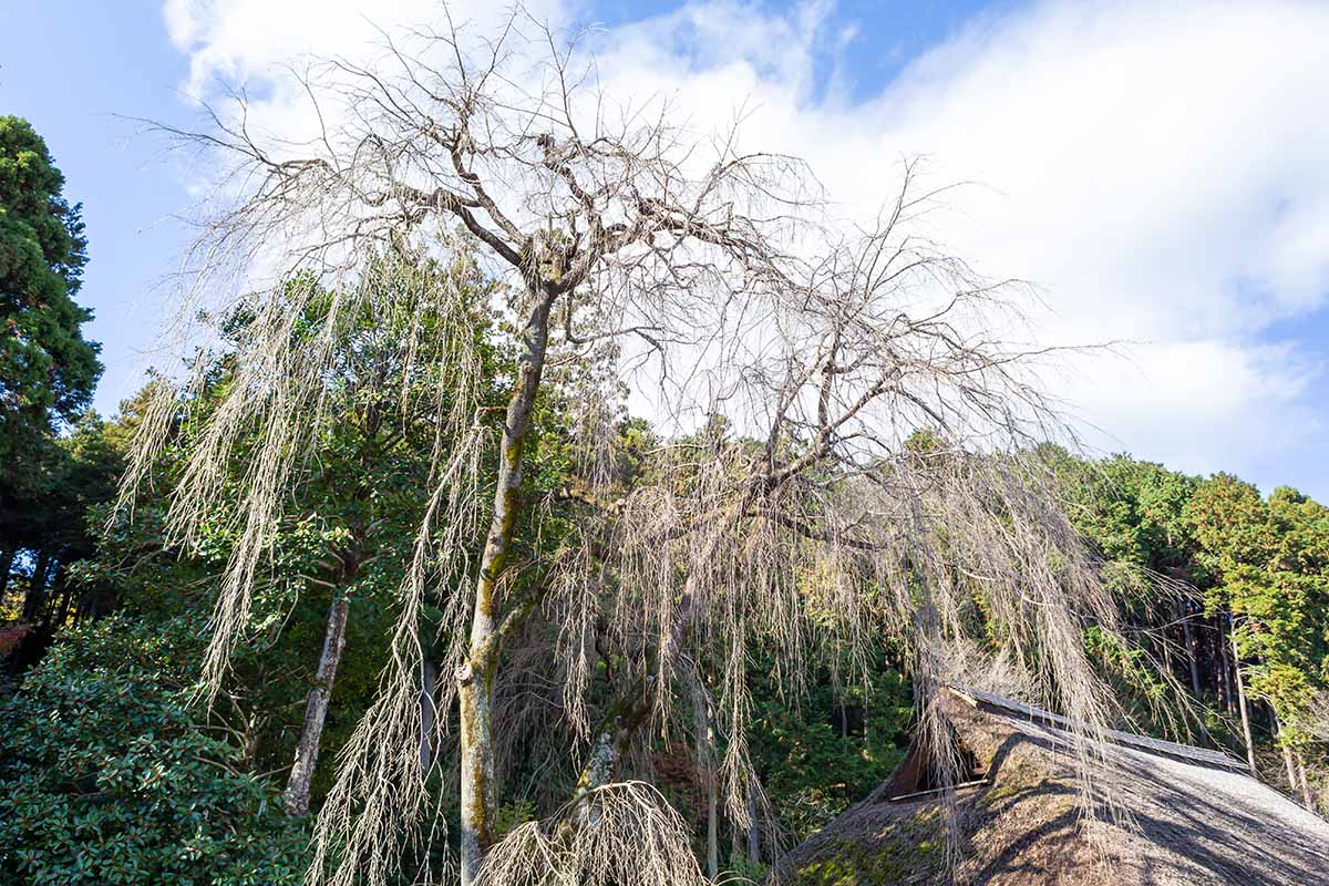 A horizontal image of a weeping cherry tree that has lost all its leaves in fall pictured on a cloudy sky background.