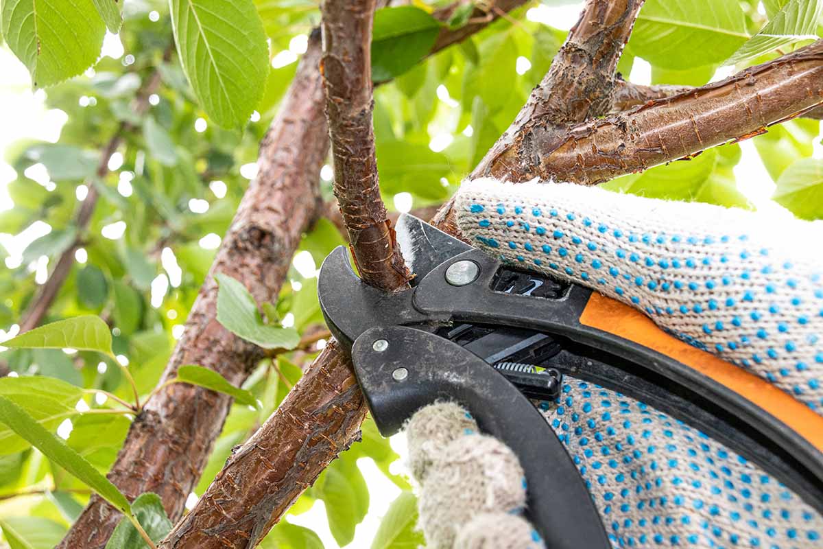 A close up horizontal image of a gardener\'s hand pruning a branch from a tree in the summer garden.