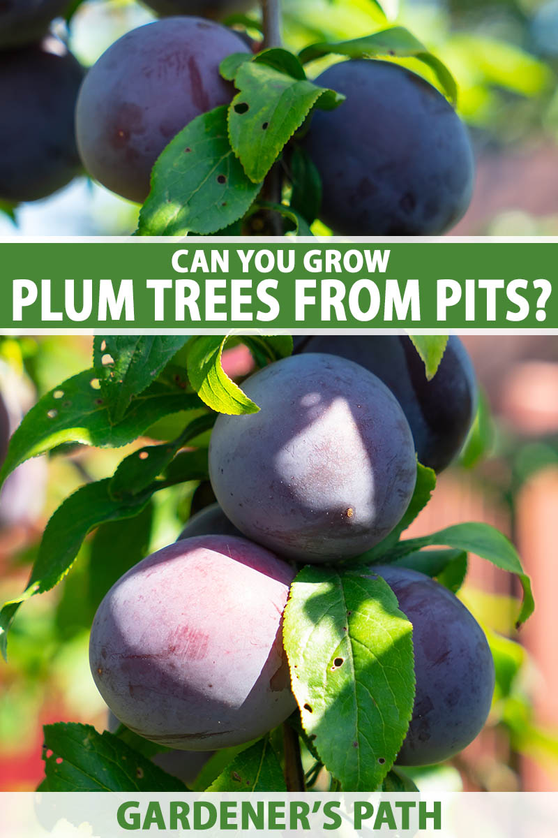 A close up vertical image of ripe plums growing on a branch pictured in light sunshine pictured on a soft focus background. To the top and bottom of the frame is green and white printed text.