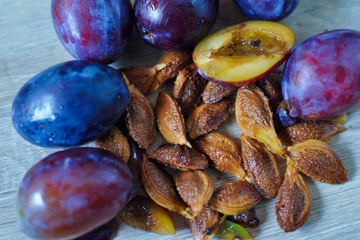 A close up horizontal image of pits removed from ripe plums set on a wooden surface.