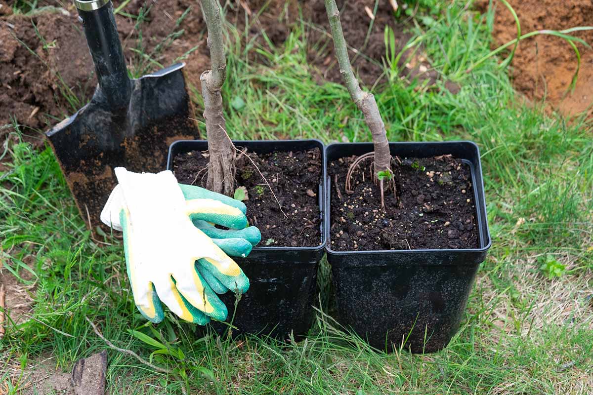 A horizontal image of grafted fruit trees growing in small plastic containers ready for transplant.