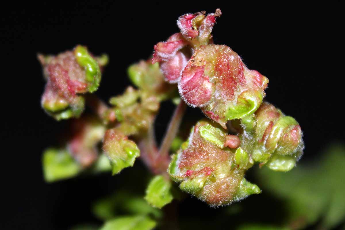 A close up horizontal image of the tips of a plant infested with fuchsia gall mites pictured on a dark background.